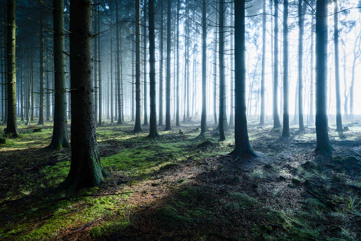 Morgennebel in einem deutschen Kiefernwald — mystische Stimmung in der Morgendämmerung